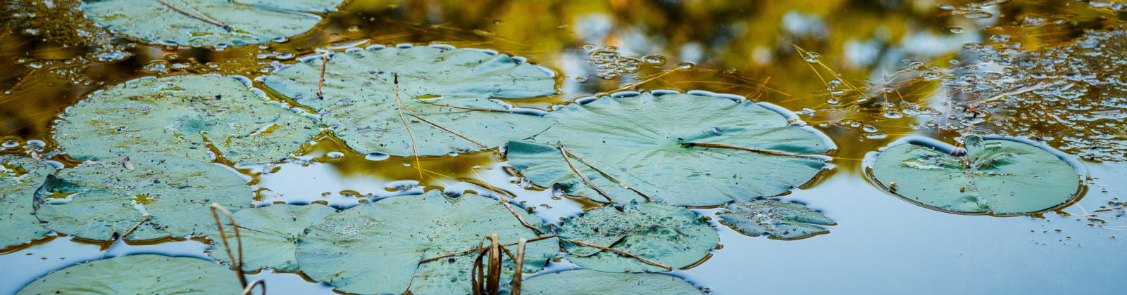 Lillypads by Ed Rhodes